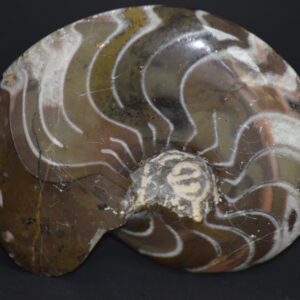 A close up of an ammonite shell on a black surface