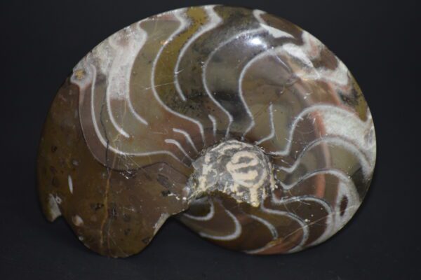 A close up of an ammonite shell on a black surface