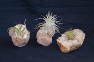 Air Plant Holders