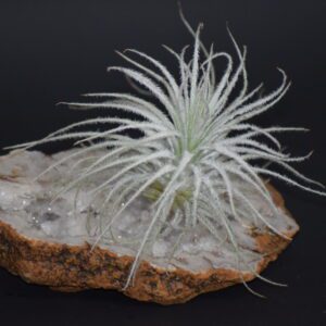 A plant is sitting on top of an agate slice.