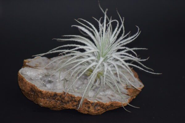 A plant is sitting on top of an agate slice.