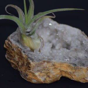 A plant sitting on top of a rock.